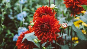 Preview wallpaper dahlias, drops, flowerbed, red