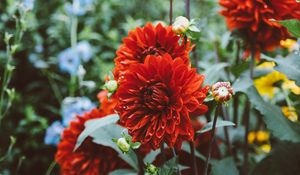 Preview wallpaper dahlias, drops, flowerbed, red