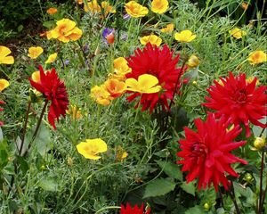 Preview wallpaper dahlias, eshsholtsiya, flowers, diversity, green