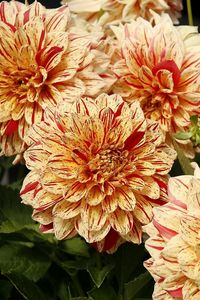 Preview wallpaper dahlias, flower, bright, colorful, close-up