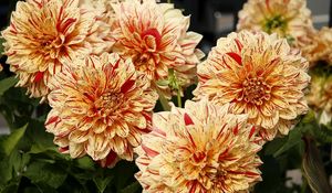 Preview wallpaper dahlias, flower, bright, colorful, close-up