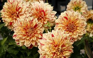 Preview wallpaper dahlias, flower, bright, colorful, close-up