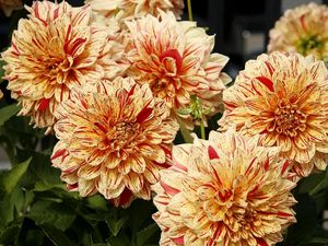 Preview wallpaper dahlias, flower, bright, colorful, close-up