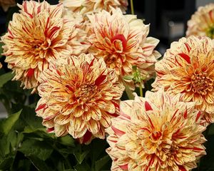 Preview wallpaper dahlias, flower, bright, colorful, close-up