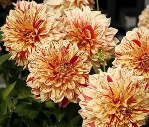 Preview wallpaper dahlias, flower, bright, colorful, close-up