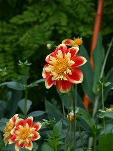 Preview wallpaper dahlias, flowerbed, flower buds, flowers