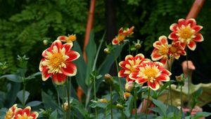 Preview wallpaper dahlias, flowerbed, flower buds, flowers