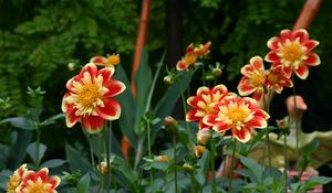 Preview wallpaper dahlias, flowerbed, flower buds, flowers