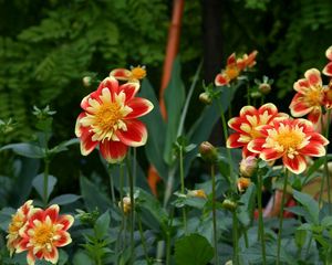 Preview wallpaper dahlias, flowerbed, flower buds, flowers