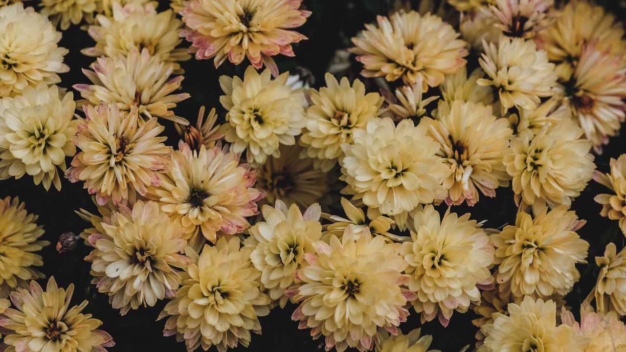 Wallpaper dahlias, flowerbed, flowers, bloom, yellow