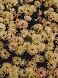 Preview wallpaper dahlias, flowerbed, flowers, bloom, yellow