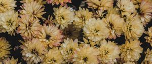 Preview wallpaper dahlias, flowerbed, flowers, bloom, yellow