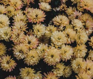 Preview wallpaper dahlias, flowerbed, flowers, bloom, yellow