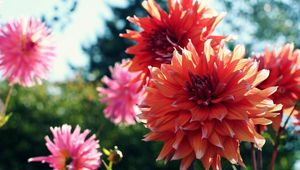 Preview wallpaper dahlias, flowers, blur, flowerbed, light