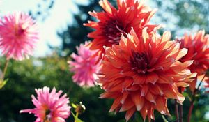 Preview wallpaper dahlias, flowers, blur, flowerbed, light