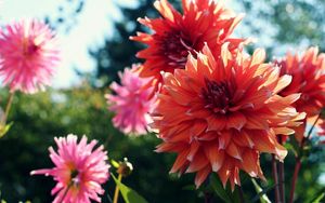 Preview wallpaper dahlias, flowers, blur, flowerbed, light