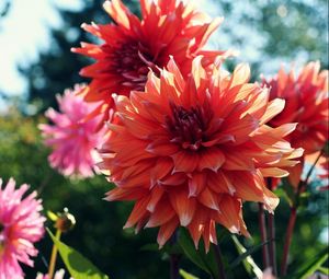 Preview wallpaper dahlias, flowers, blur, flowerbed, light