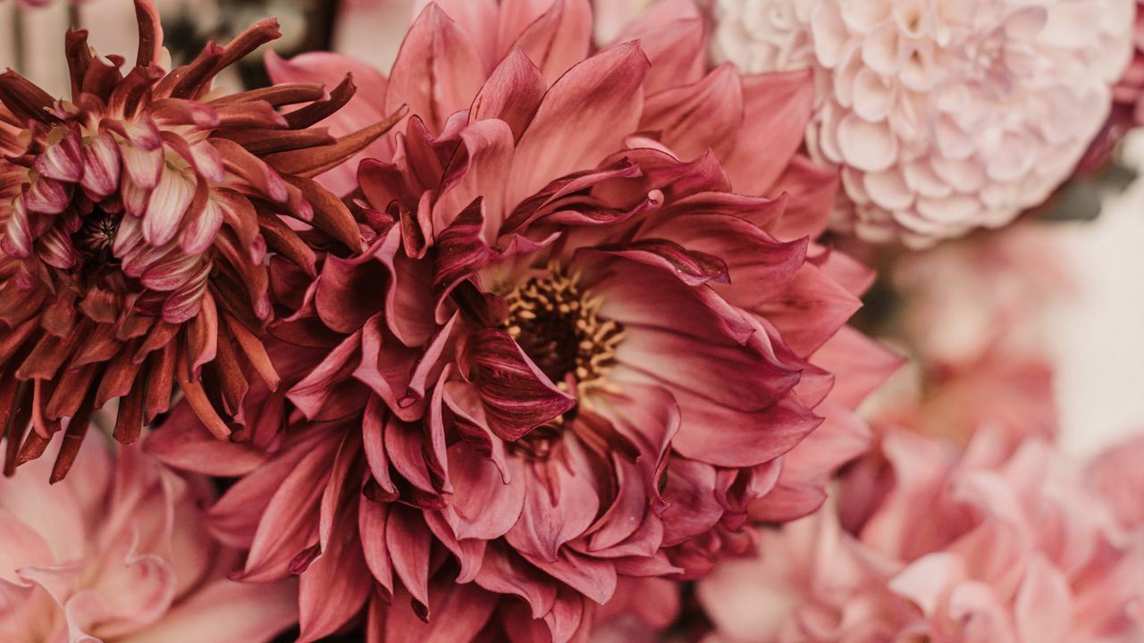 Wallpaper dahlias, flowers, bouquet, pink