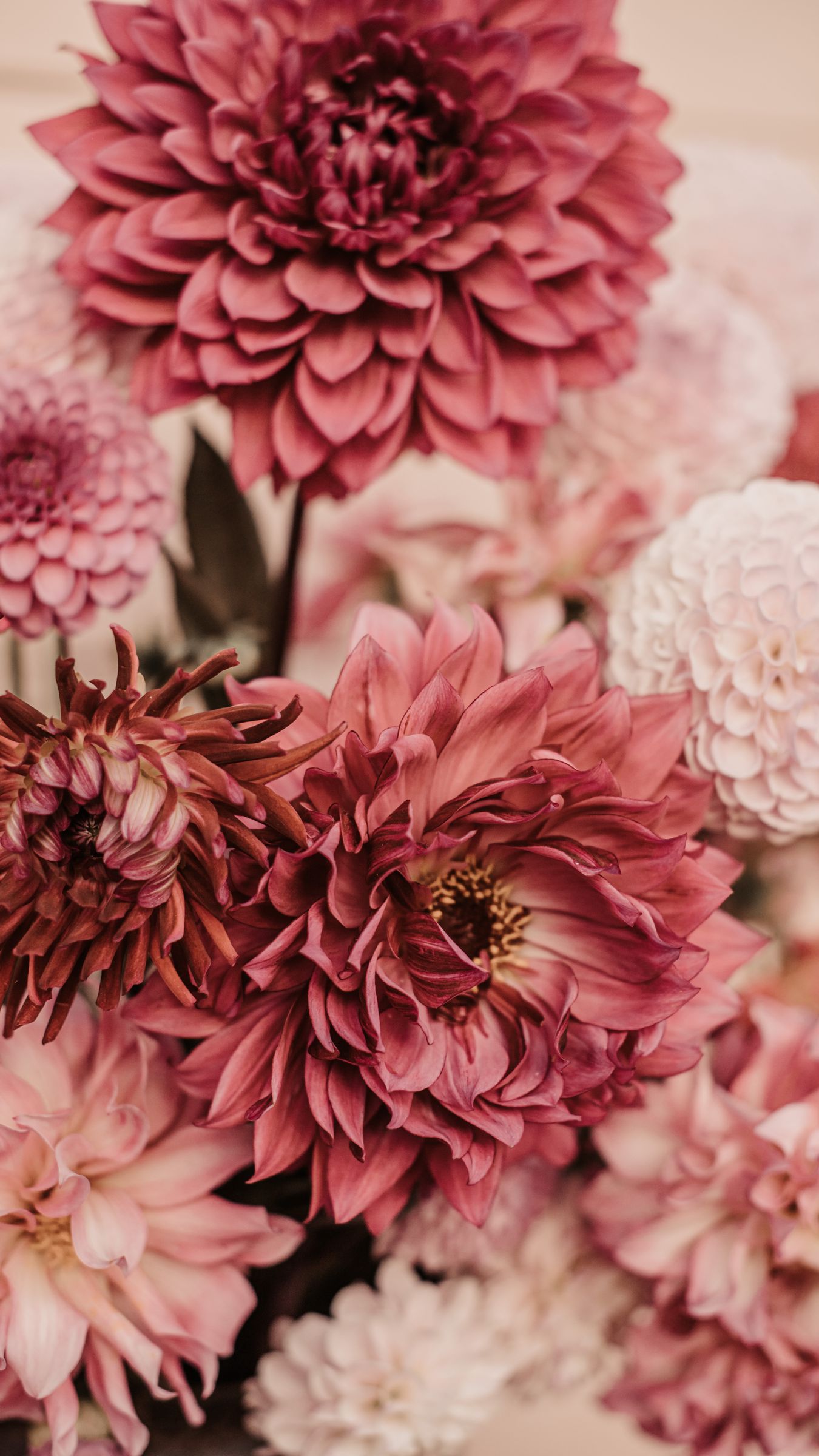 dahlias 1080P 2k 4k Full HD Wallpapers Backgrounds Free Download   Wallpaper Crafter