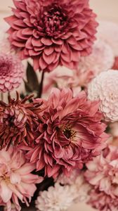 Preview wallpaper dahlias, flowers, bouquet, pink