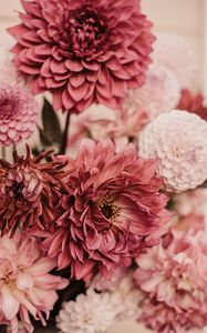 Preview wallpaper dahlias, flowers, bouquet, pink