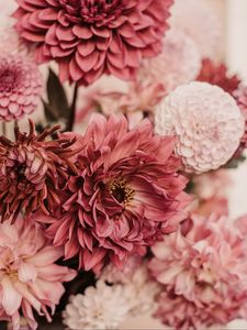 Preview wallpaper dahlias, flowers, bouquet, pink