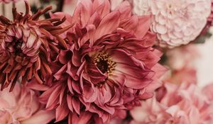 Preview wallpaper dahlias, flowers, bouquet, pink