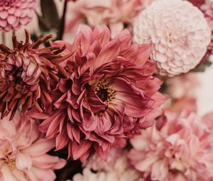 Preview wallpaper dahlias, flowers, bouquet, pink