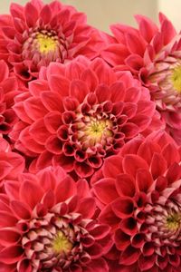 Preview wallpaper dahlias, flowers, bouquet, close-up