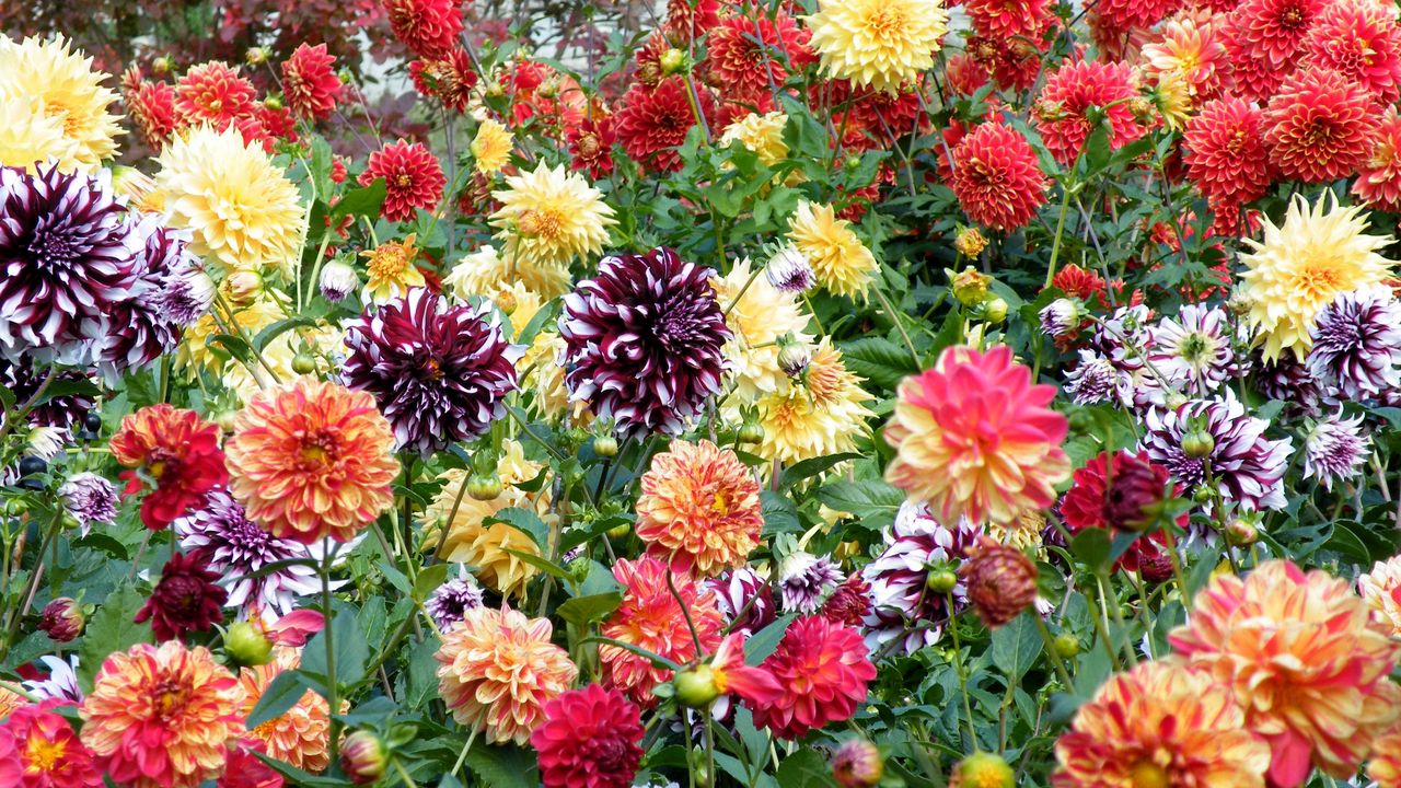 Wallpaper dahlias, flowers, bright, colorful