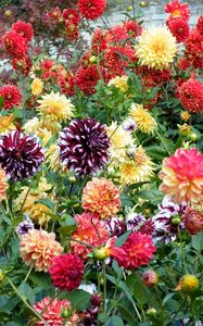 Preview wallpaper dahlias, flowers, bright, colorful