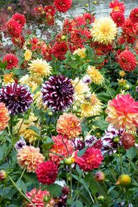 Preview wallpaper dahlias, flowers, bright, colorful