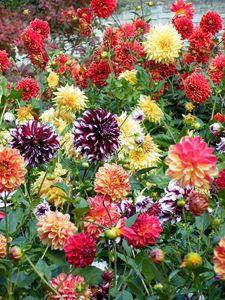 Preview wallpaper dahlias, flowers, bright, colorful