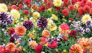 Preview wallpaper dahlias, flowers, bright, colorful