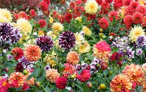 Preview wallpaper dahlias, flowers, bright, colorful