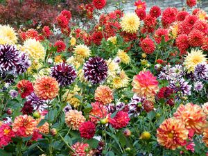 Preview wallpaper dahlias, flowers, bright, colorful