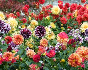 Preview wallpaper dahlias, flowers, bright, colorful