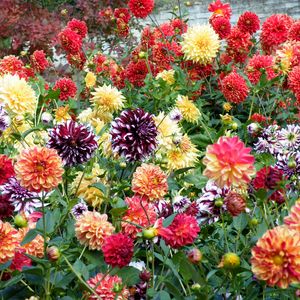 Preview wallpaper dahlias, flowers, bright, colorful