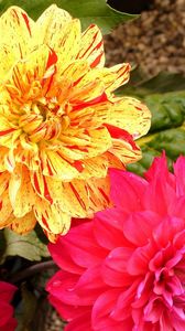 Preview wallpaper dahlias, flowers, bright, close-up