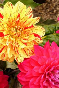 Preview wallpaper dahlias, flowers, bright, close-up