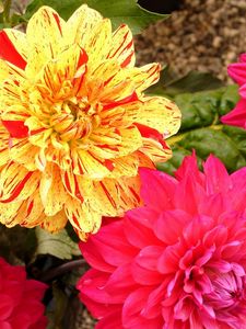 Preview wallpaper dahlias, flowers, bright, close-up