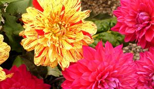 Preview wallpaper dahlias, flowers, bright, close-up