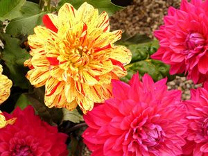 Preview wallpaper dahlias, flowers, bright, close-up