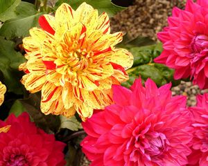 Preview wallpaper dahlias, flowers, bright, close-up