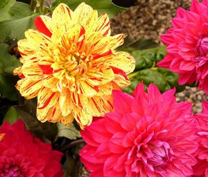 Preview wallpaper dahlias, flowers, bright, close-up