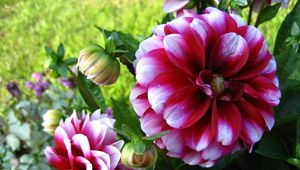 Preview wallpaper dahlias, flowers, buds, green