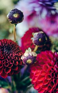 Preview wallpaper dahlias, flowers, buds, bouquet