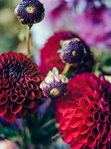 Preview wallpaper dahlias, flowers, buds, bouquet