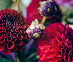 Preview wallpaper dahlias, flowers, buds, bouquet