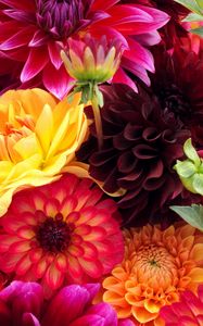 Preview wallpaper dahlias, flowers, buds, different, bright